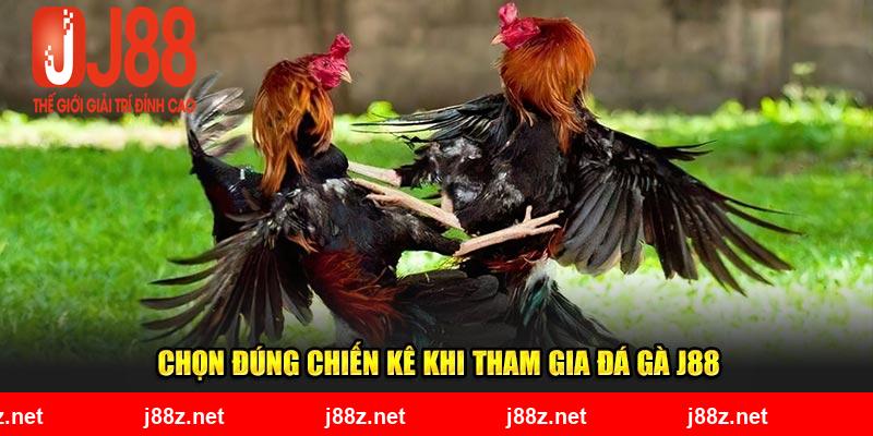 Chọn đúng chiến kê khi tham gia đá gà J88