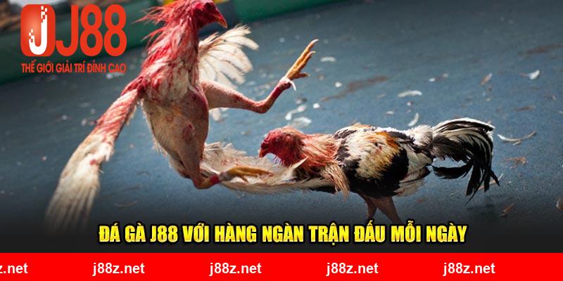 Đá gà J88 với hàng ngàn trận đấu mỗi ngày