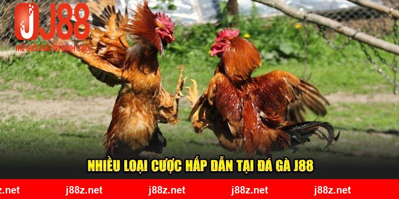 Nhiều loại cược hấp dẫn tại đá gà J88