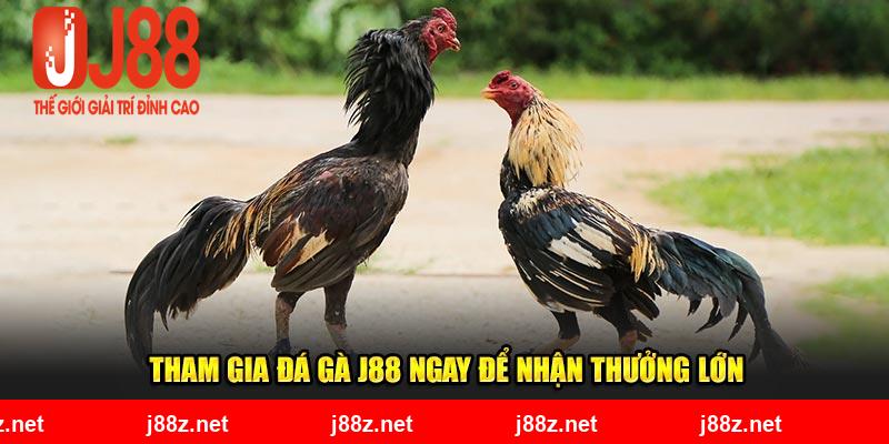 Tham gia đá gà J88 ngay để nhận thưởng lớn