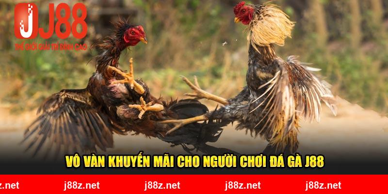 Vô vàn khuyến mãi cho người chơi đá gà J88